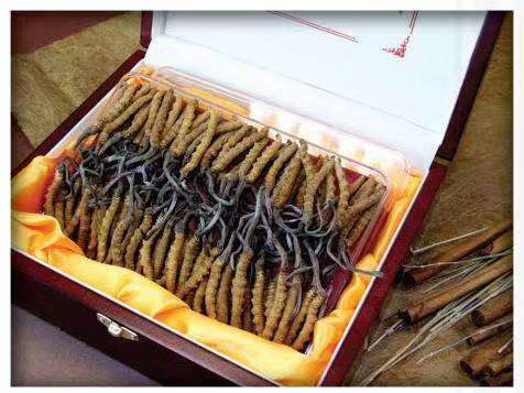 横峰冬虫夏草回收